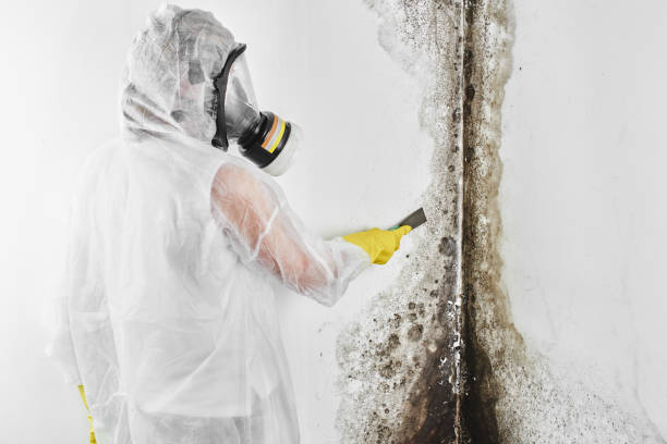 Best Professional Mold Removal  in Pacheco, CA