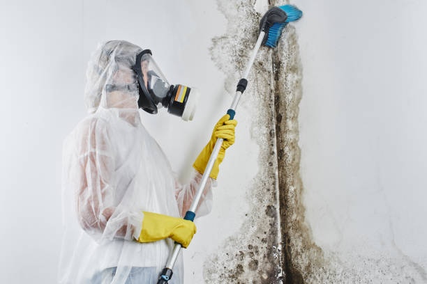 Office Mold Removal Services in Pacheco, CA