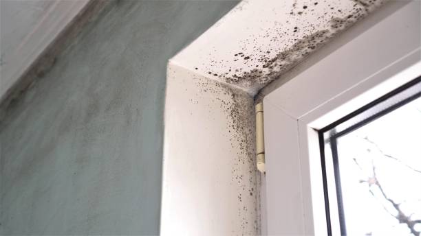Best Black Mold Removal  in Pacheco, CA