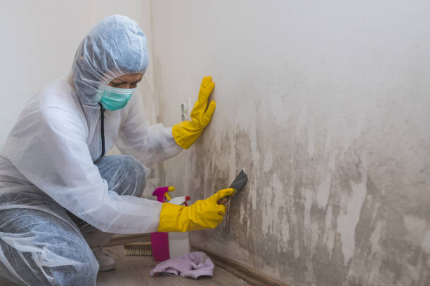 Best Certified Mold Removal  in Pacheco, CA
