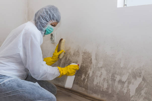 Professional Mold Removal in Pacheco, CA