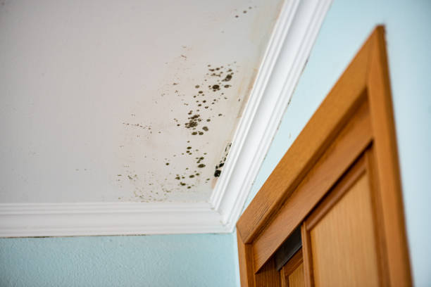 Best Mold Removal Near Me  in Pacheco, CA