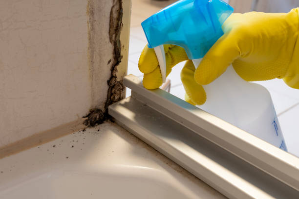Best Fast Mold Removal  in Pacheco, CA