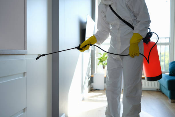 Best Best Mold Removal Companies  in Pacheco, CA