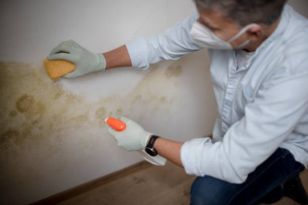 Best Same-Day Mold Removal  in Pacheco, CA