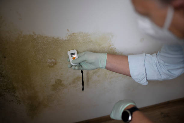 Best Commercial Mold Removal  in Pacheco, CA