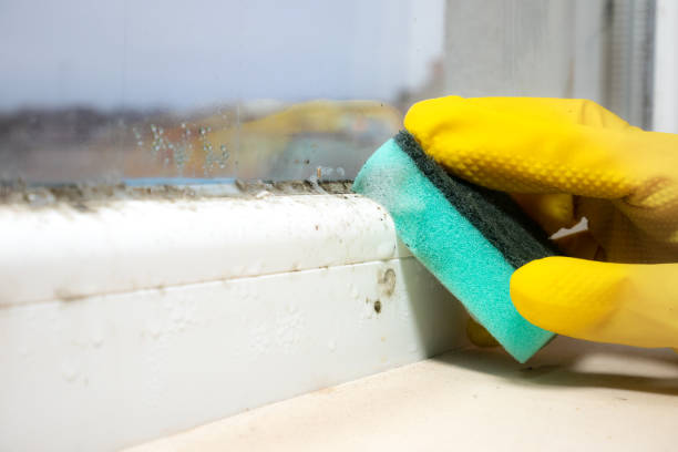 Best Local Mold Removal Service  in Pacheco, CA