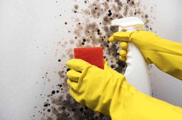Best Toxic Mold Removal  in Pacheco, CA