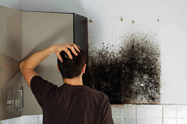 Best Mold Cleaning Services  in Pacheco, CA