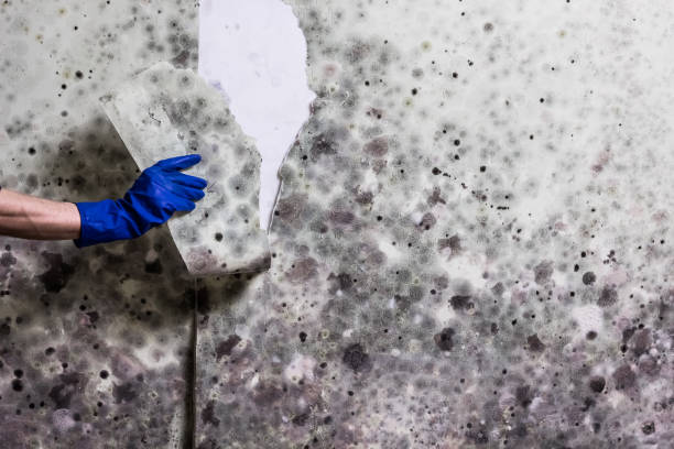 Best Emergency Mold Removal  in Pacheco, CA