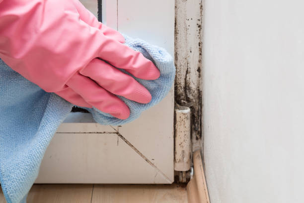 Best Mold Testing  in Pacheco, CA