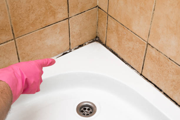 Best Office Mold Removal Services  in Pacheco, CA