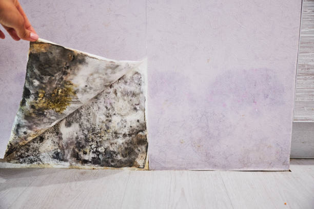 Best Home Mold Removal  in Pacheco, CA
